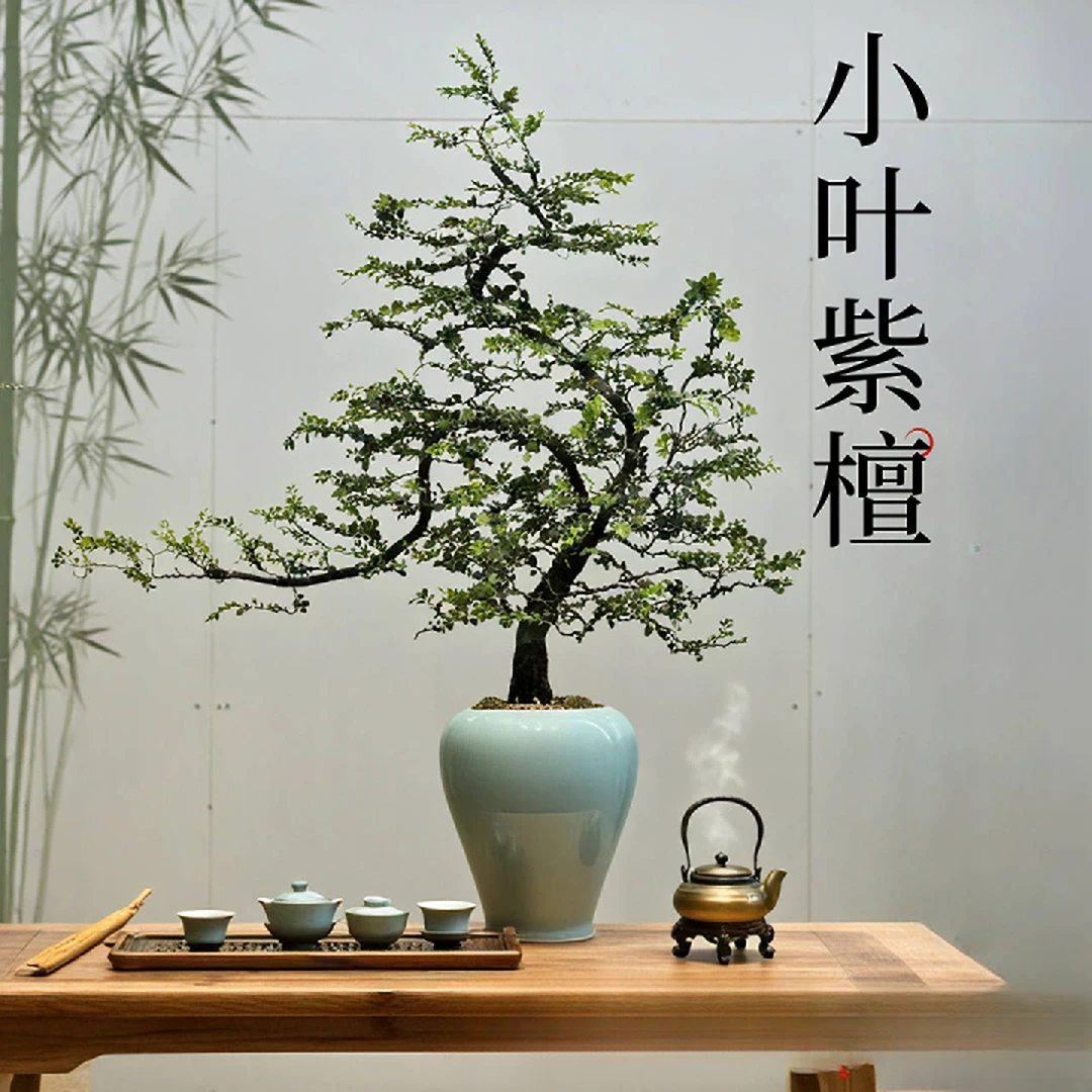 一物一拍造型款小叶紫檀黑骨茶室内卧室书客厅四季常青盆栽