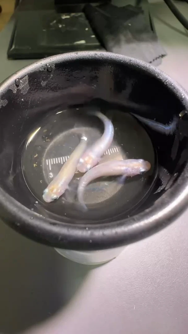 青鳉鱼观背青鳉观背青鳉56