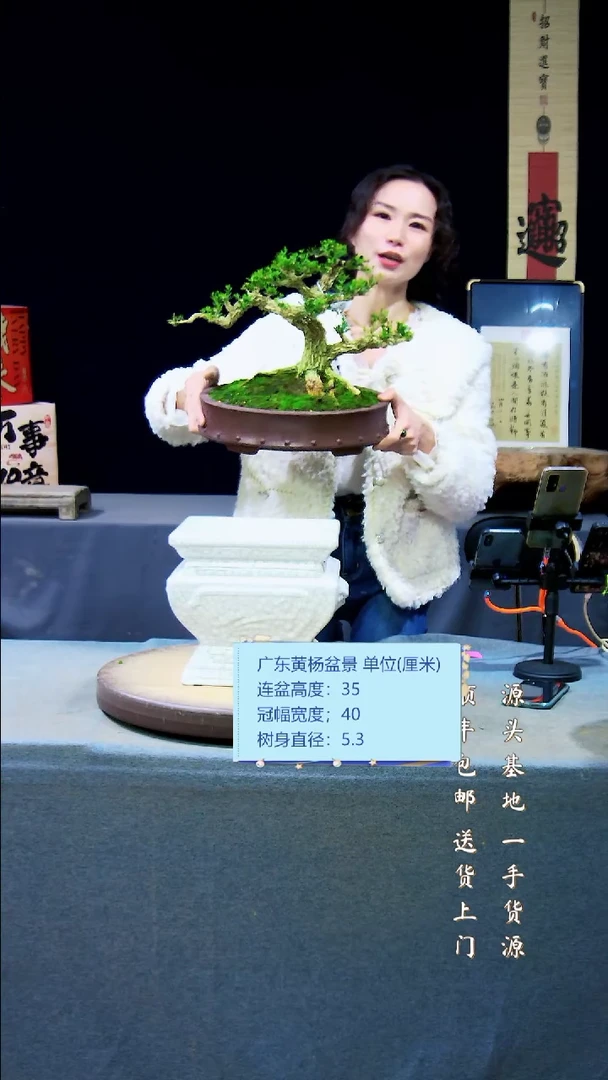 【闪购商品】雀舌皱皮黄杨盆景雀舌皱皮黄杨盆景