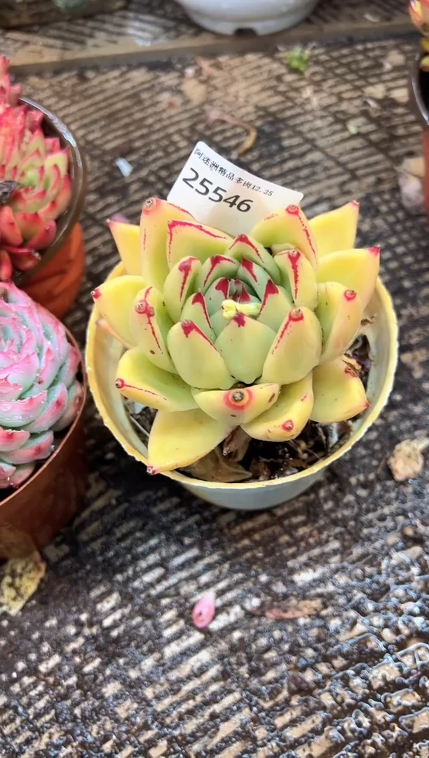 ༃****✰多肉植物一物一拍25546