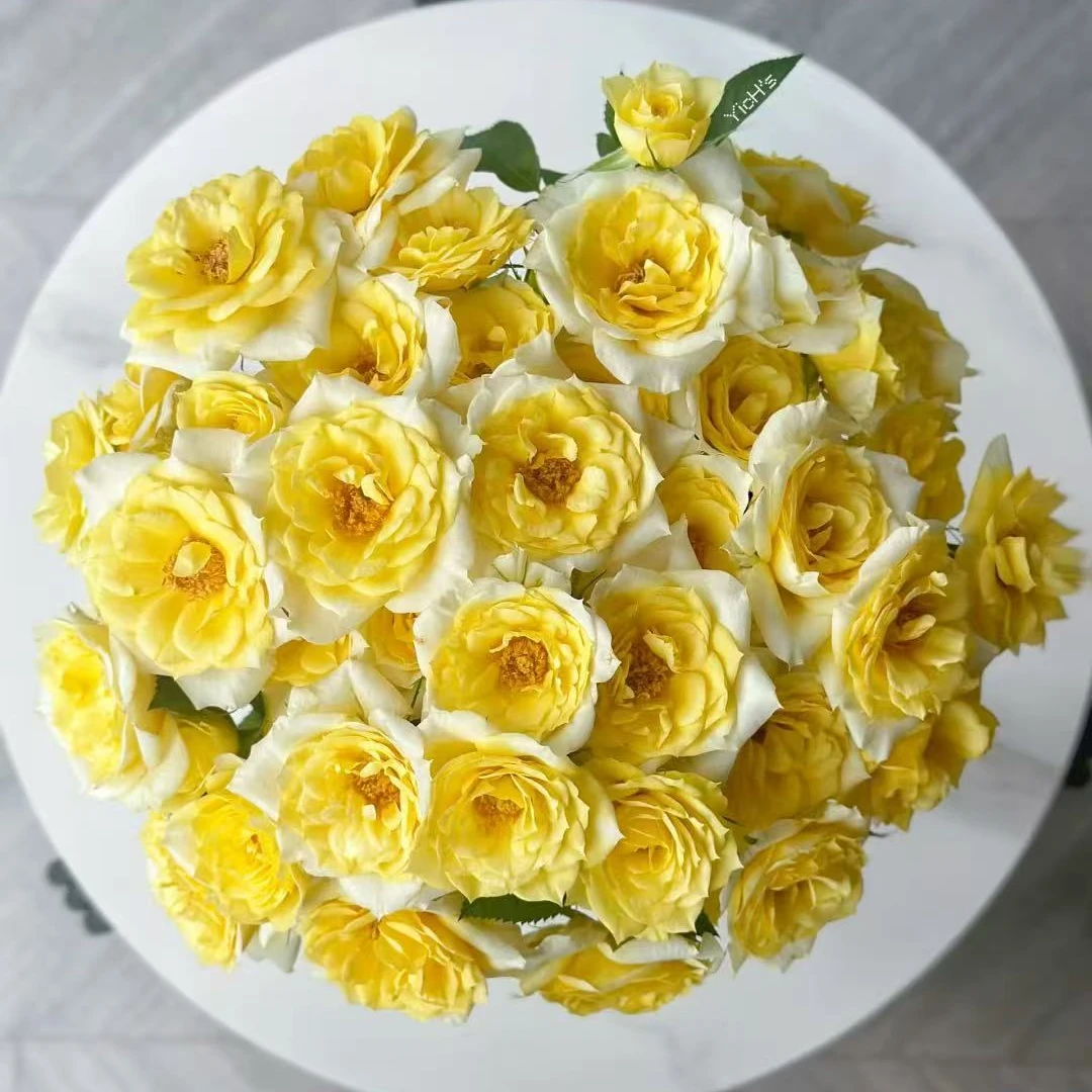 【奶油起司】稀有多头玫瑰（一定记的带包装醒花）鲜切花儿