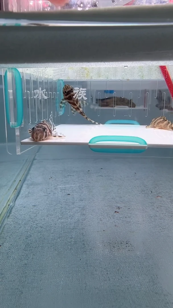 清道夫4+不包入缸损19