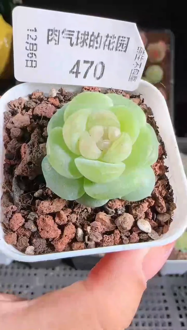 1206-47星月多肉群生不包整