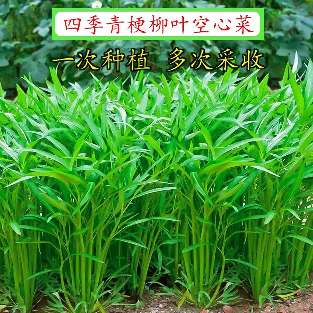 【全店保证对版】柳叶空心菜种子青梗空心菜籽蔬菜种孑蔬菜种子