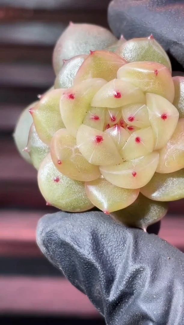 32-65 新珍妮3-4厘米量拍发一颗