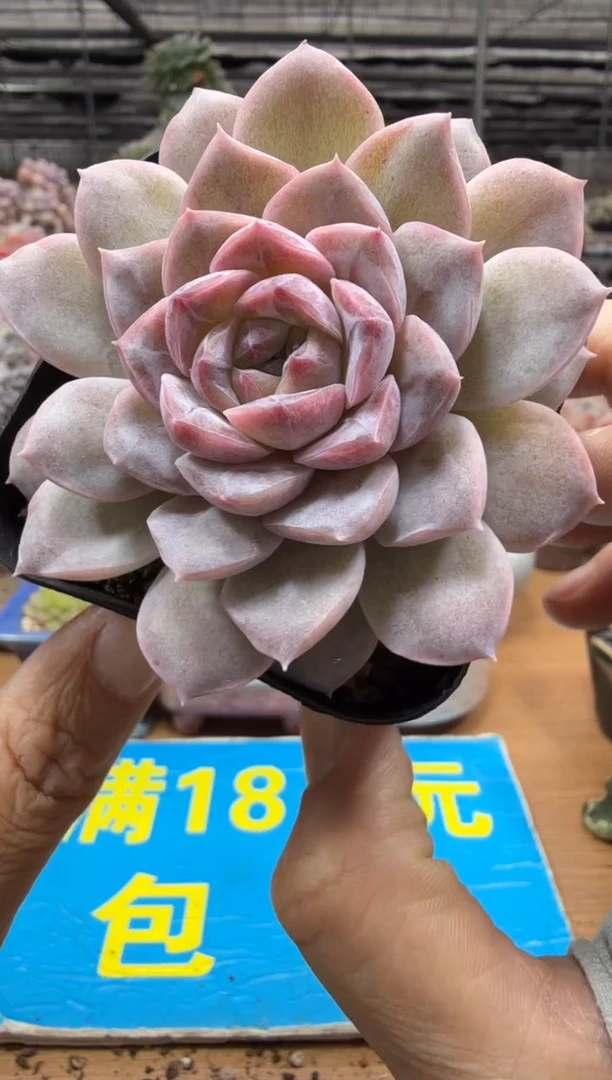 东云多肉园二店-478