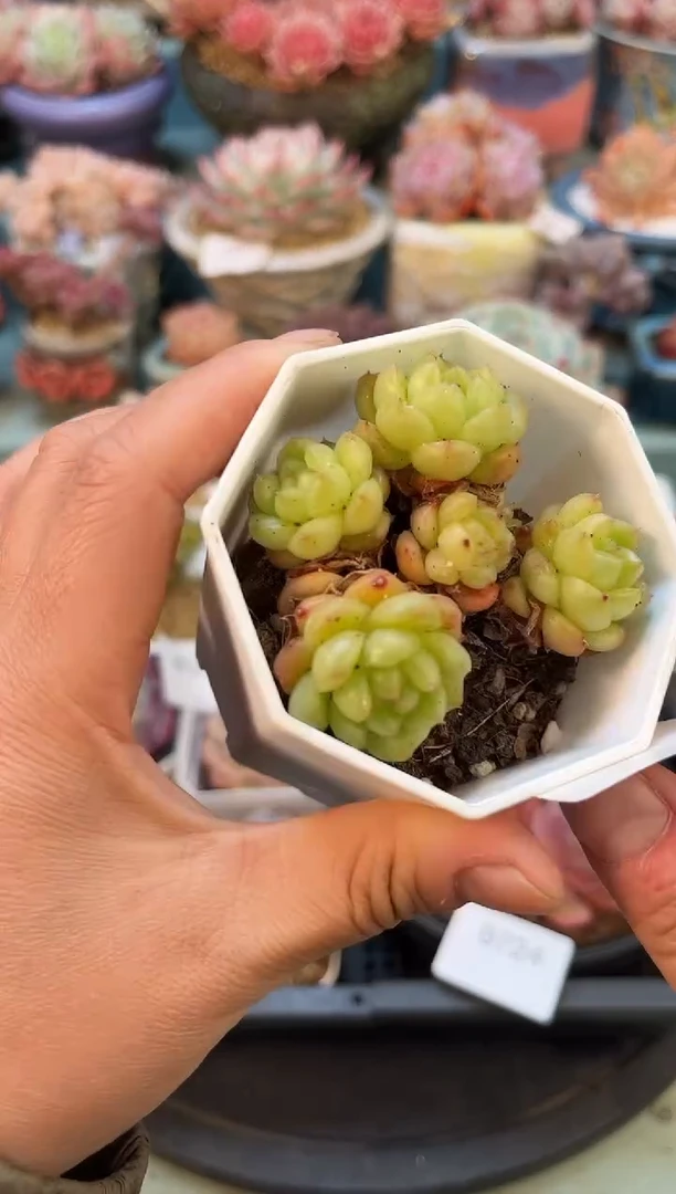 9722群生灯泡珍妮多肉