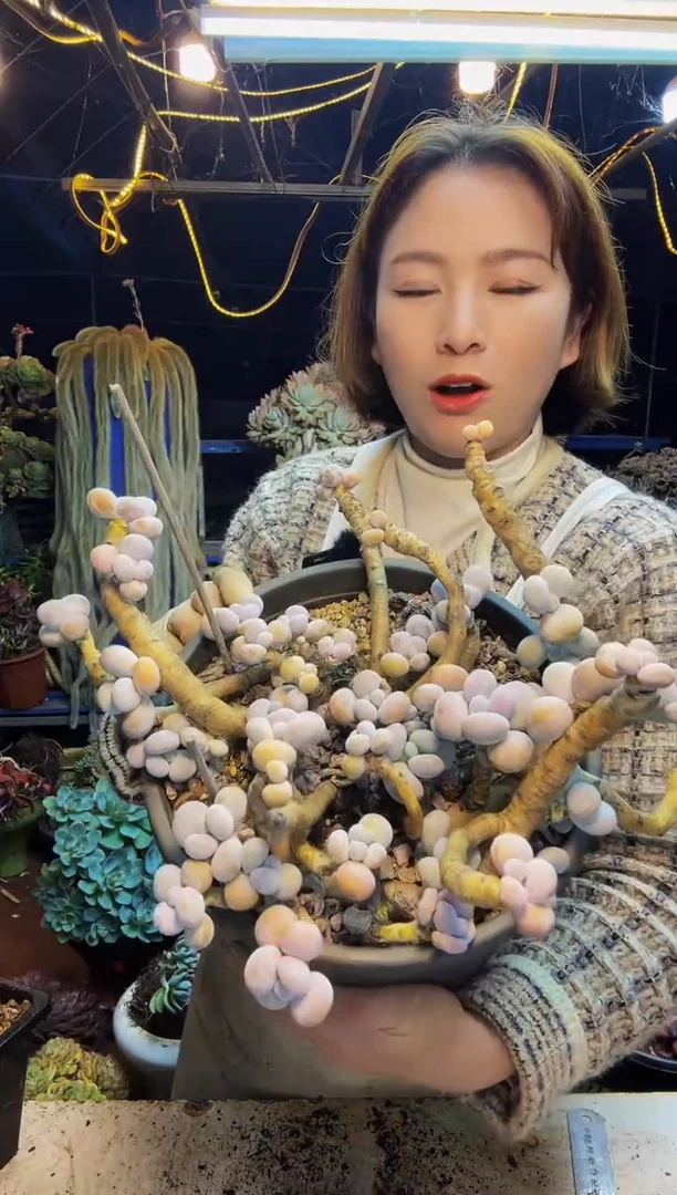 @***浪39号一物一拍脱土包邮