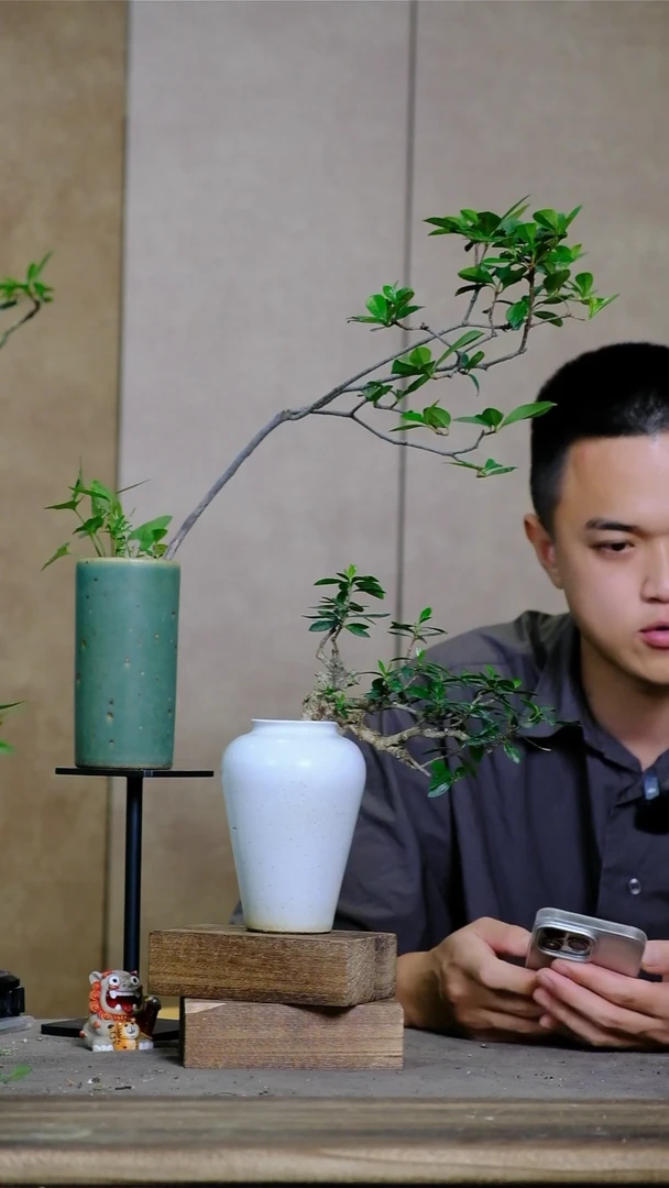 当前无花朵，栽培后可花朵老***笑海岛春花精品盆栽