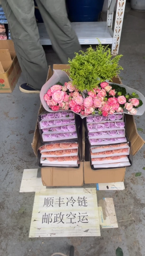 莫泊20枝+海洋之歌20枝+折射10枝+黄莺