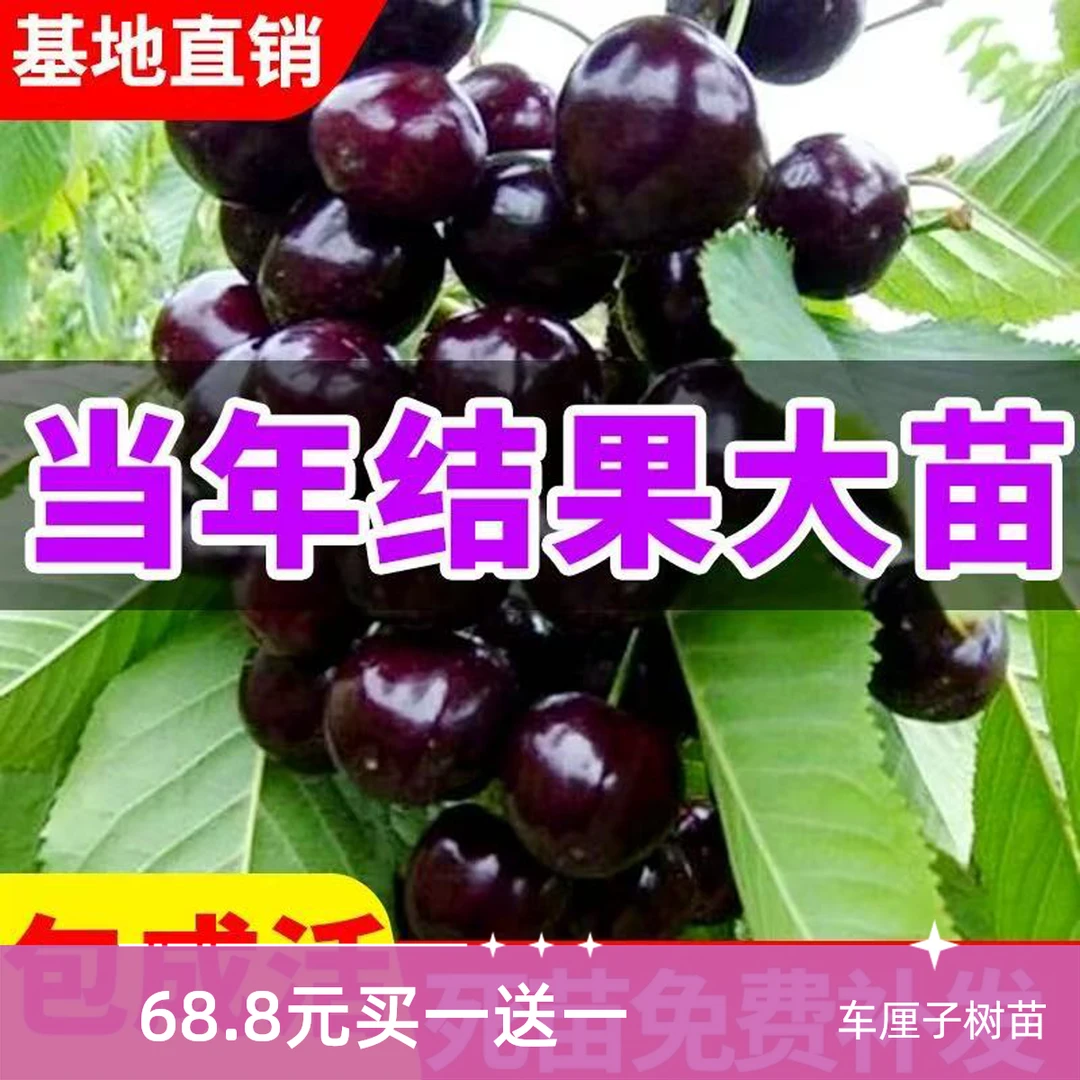 车厘子大樱桃树苗南方北方盆栽地栽苗地径3公分