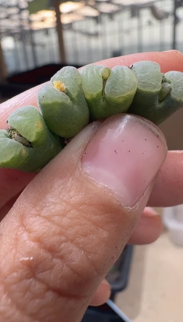 29-248多肉植物肉锥