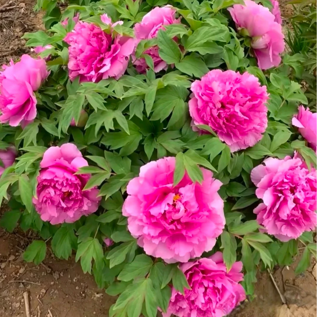 【富贵满堂】 菏泽精品牡丹十年独杆 秋季发苗 粉色系