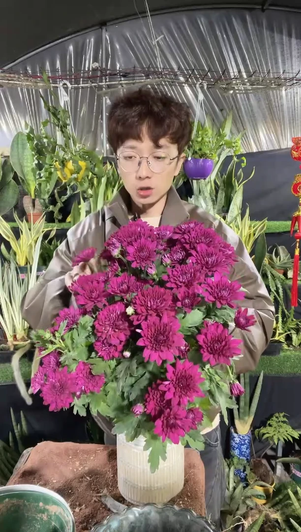 【闪购商品】荷兰菊19.9