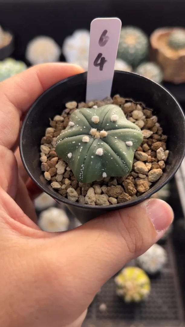 ?***香六角海星实生编码64