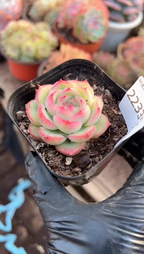 ?****?多肉植物一物一拍22335
