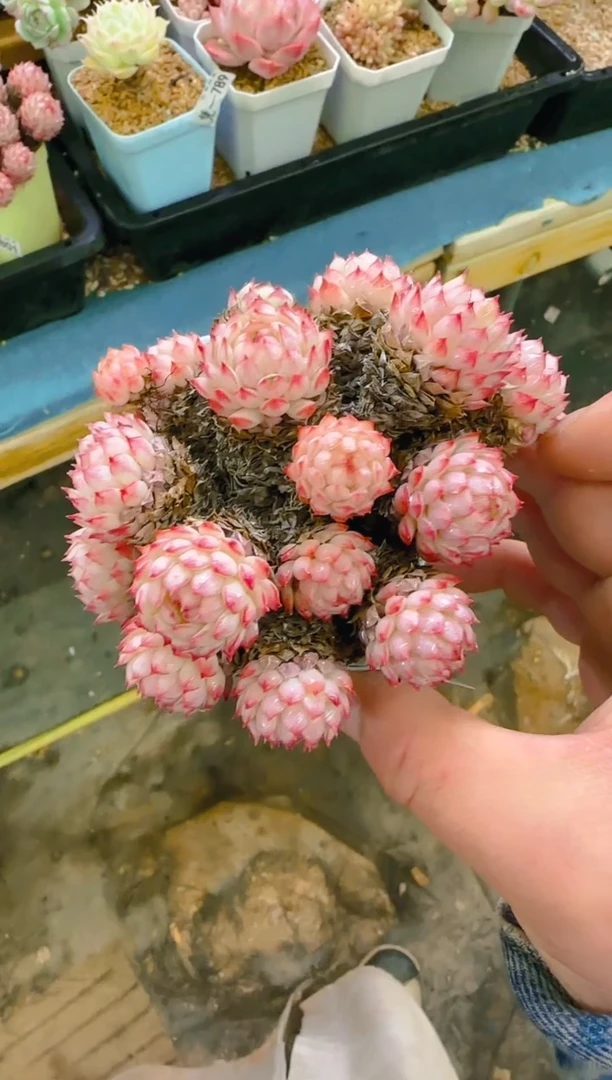 【闪购商品】凭—803—仙农（红二条·）