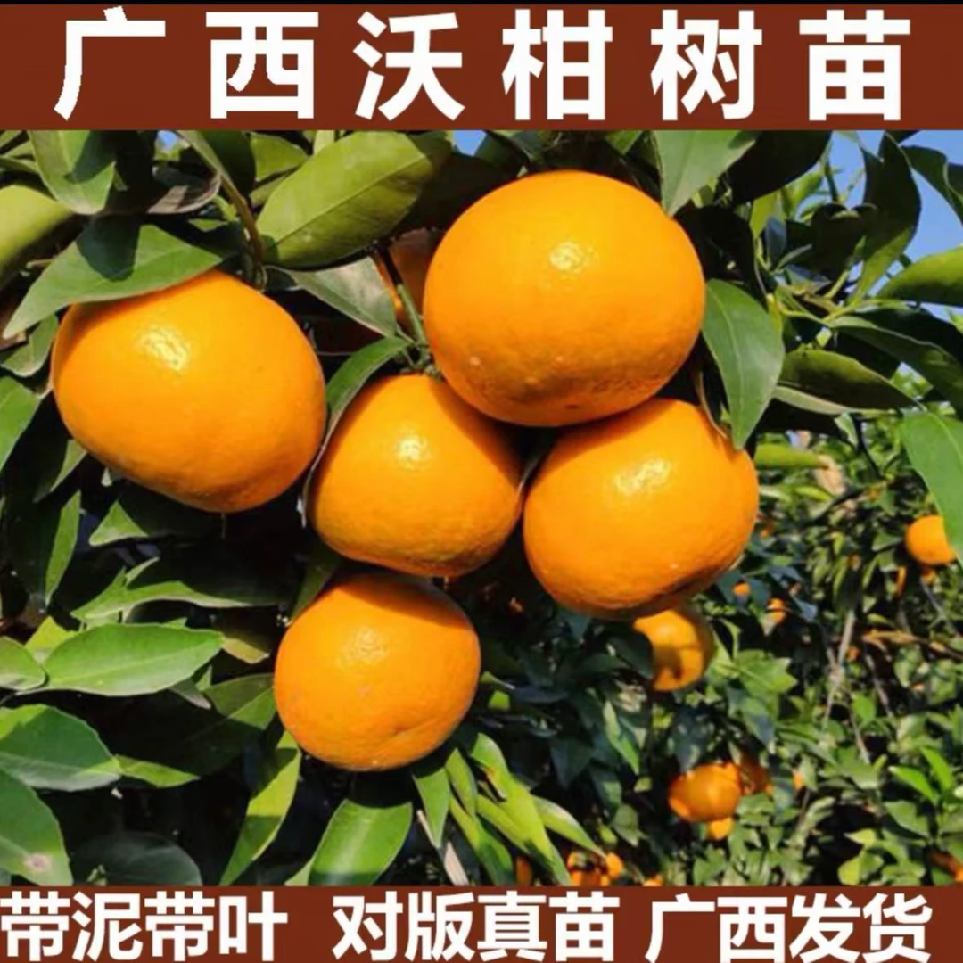 沃柑树苗正宗091嫁接沃柑苗地盆栽庭院阳台南方北方种植当年结果