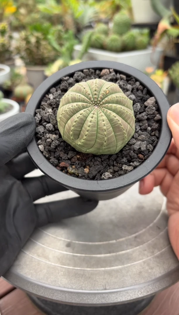 布纹球大戟FC-7936