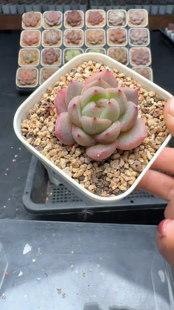 【闪购商品】014号珍妮多肉一物一拍3单包邮