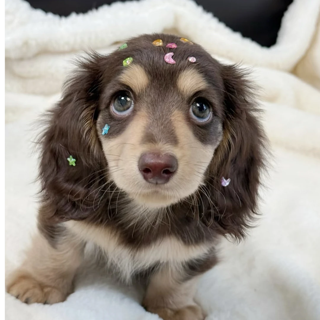 好莱坞 长毛腊肠活体 小狗可爱体味小