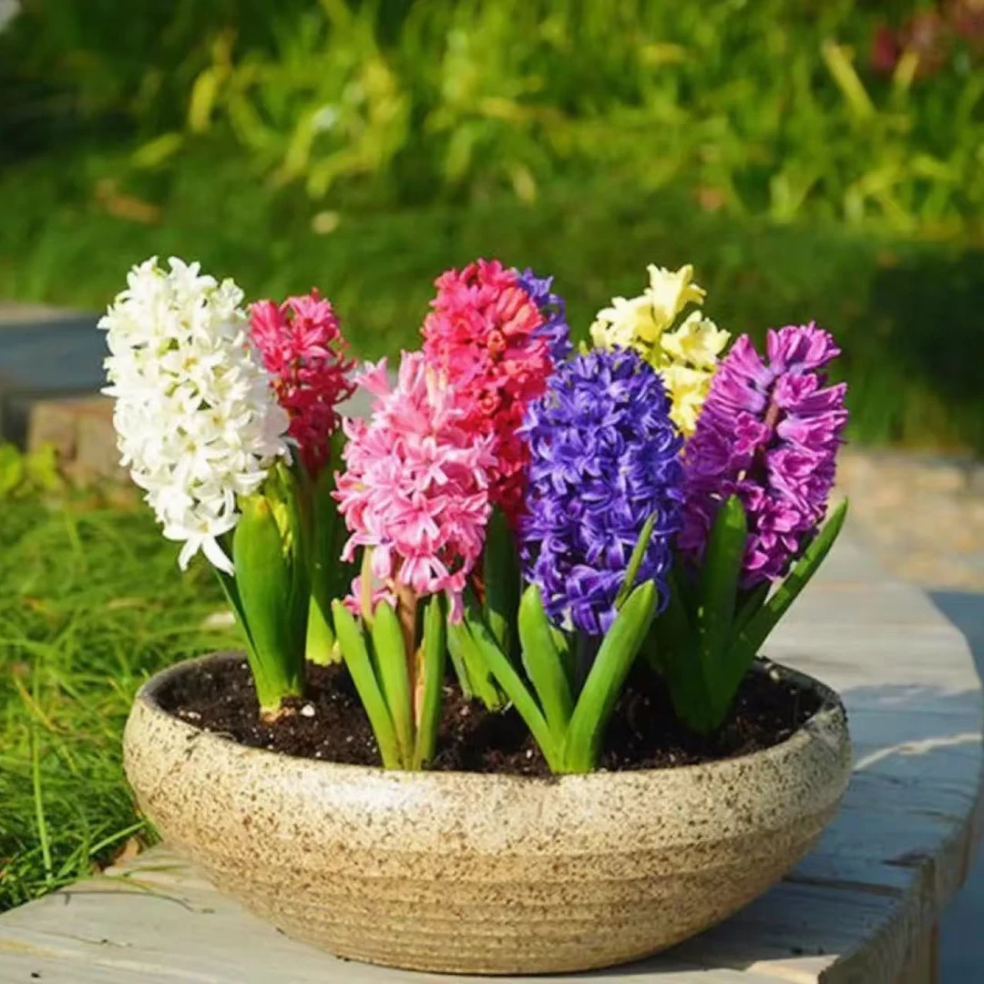 进口风信子种球秋冬季节栽种耐寒多年生可水培、盆栽多色可选