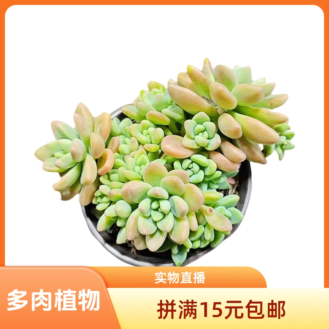 奶酪蛋糕满15元包邮多肉植物新手必备脱土裸跟发货实物以直播间