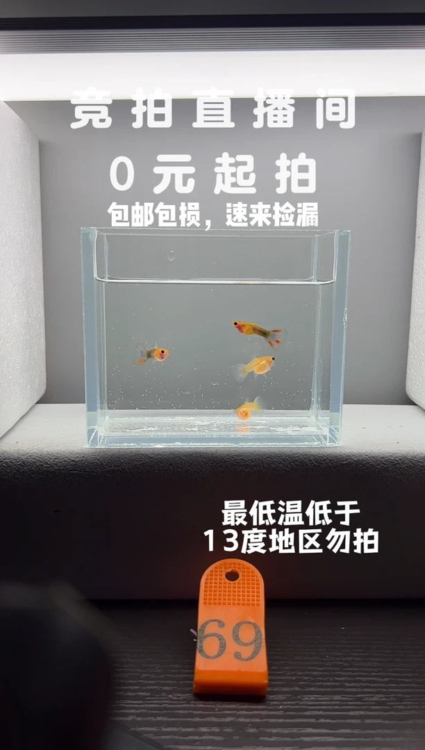孔雀鱼黄肉蓝礼服玻璃猫两对编号69