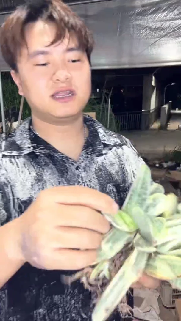 3颗 紫宝自然锦【带根】