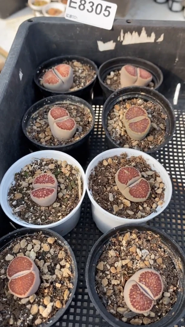 小*宝8305直播一物一拍