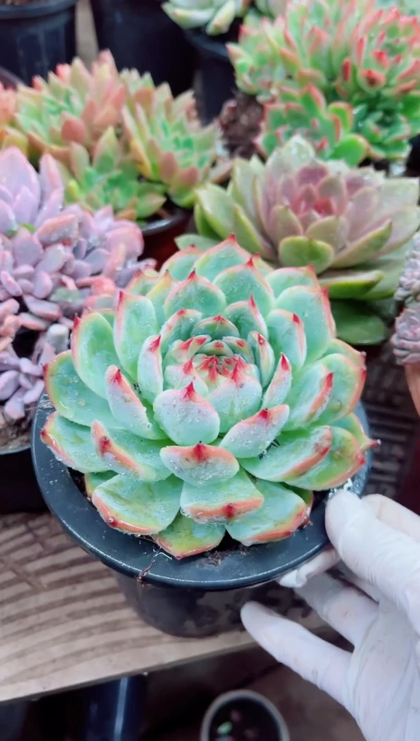 晨***煜06035多肉植物一物一拍