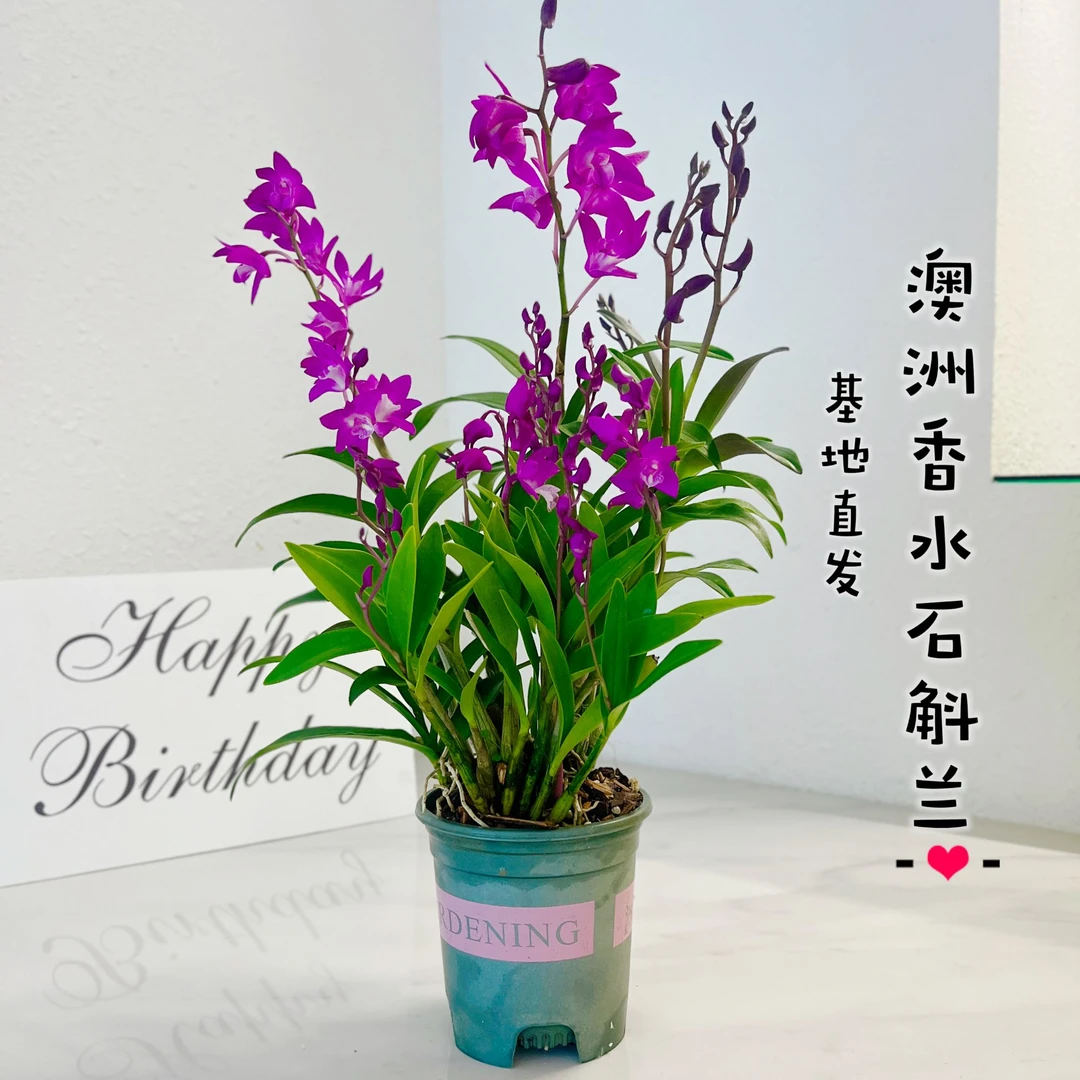 香水石斛兰浓香型室内绿植盆栽好养兰花净化空气加仑盆基地直发