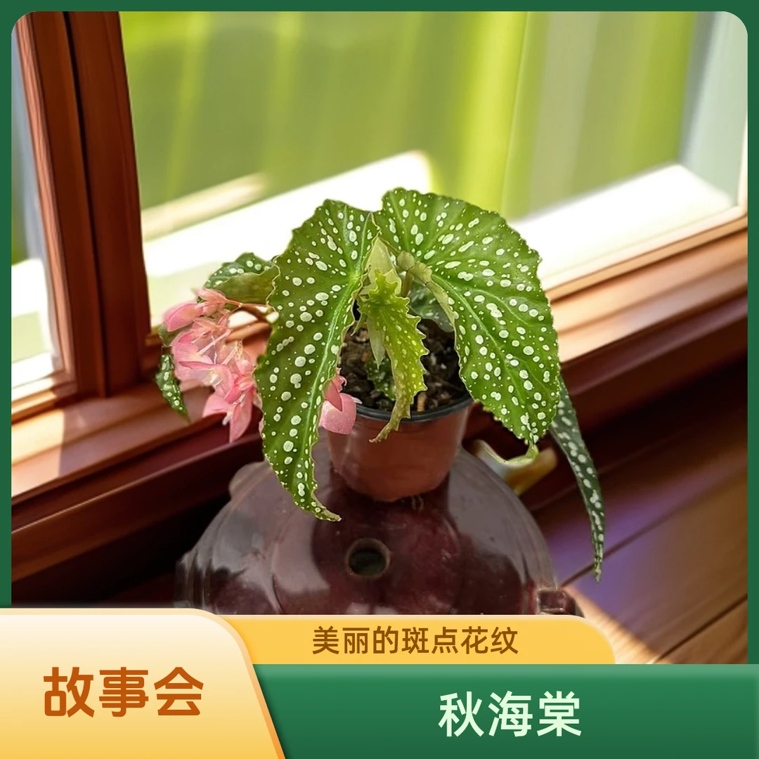故事会 秋海棠热植 福利款不包叶损