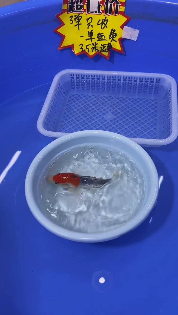锦鲤活体二号链接