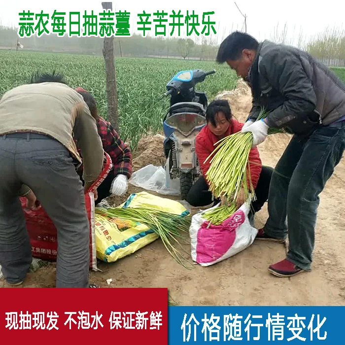 新鲜蒜苔嫩蒜苗薹农家种植当季蔬菜红帽蒜苔批发