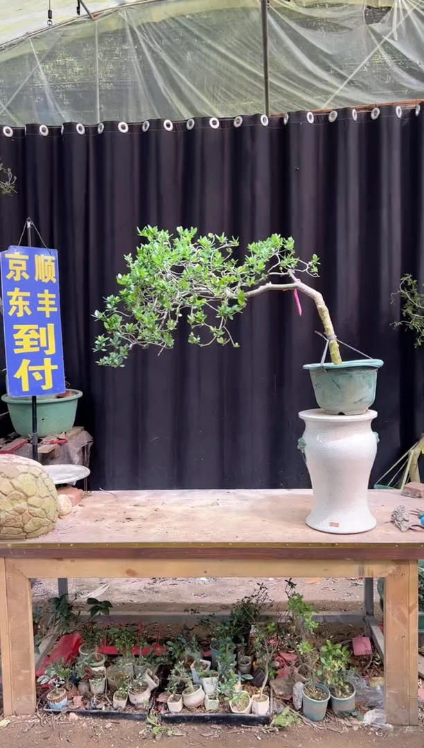 当前无花朵，栽培后可花朵1**8海岛栀子花