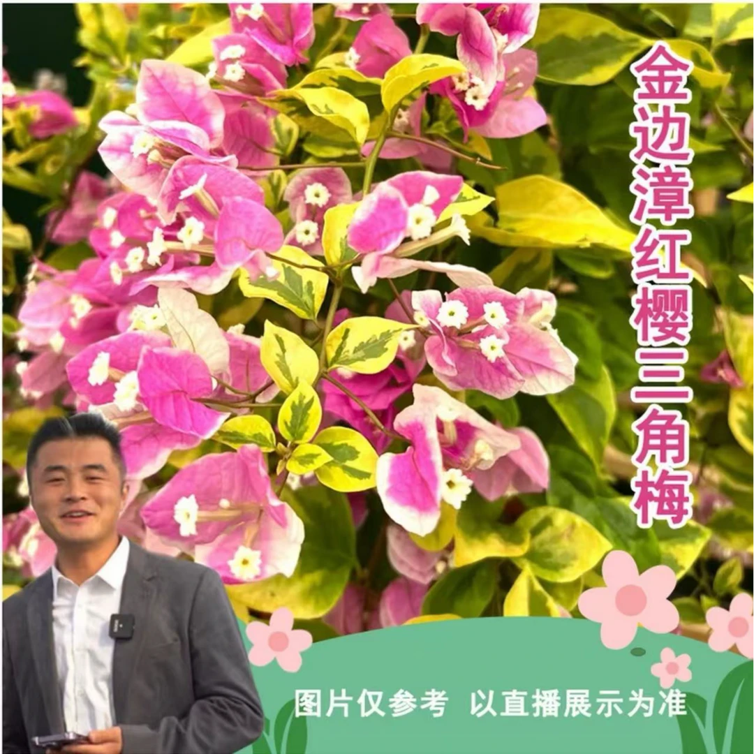 【热植馆】金边漳红英三角梅盆栽喜光易养护勤花室内室外阳台花卉