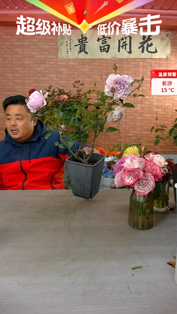 当前无花朵，栽培后可花朵蜻蜓