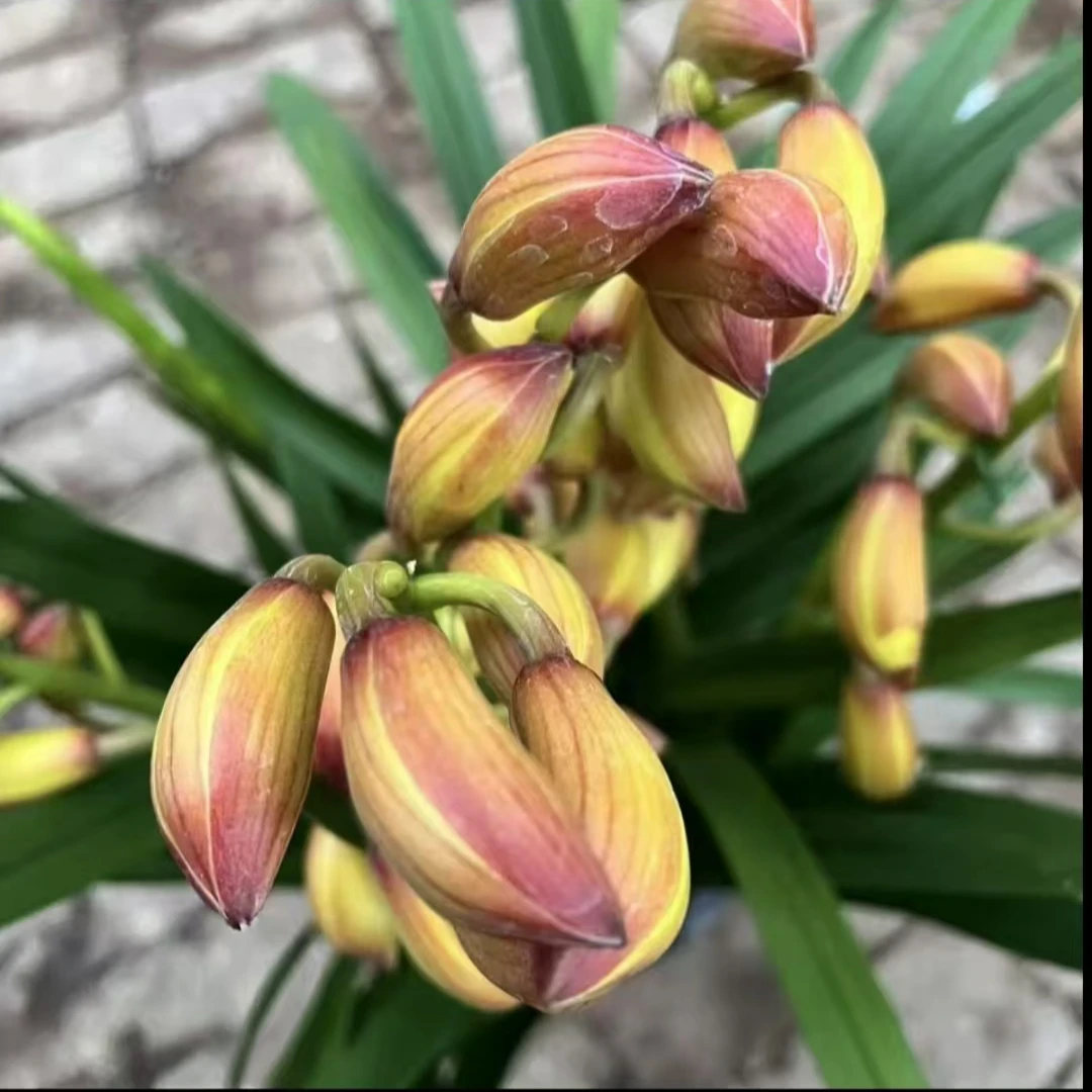 新品｛金光｝金黄色--大花蕙兰金灿灿落地款