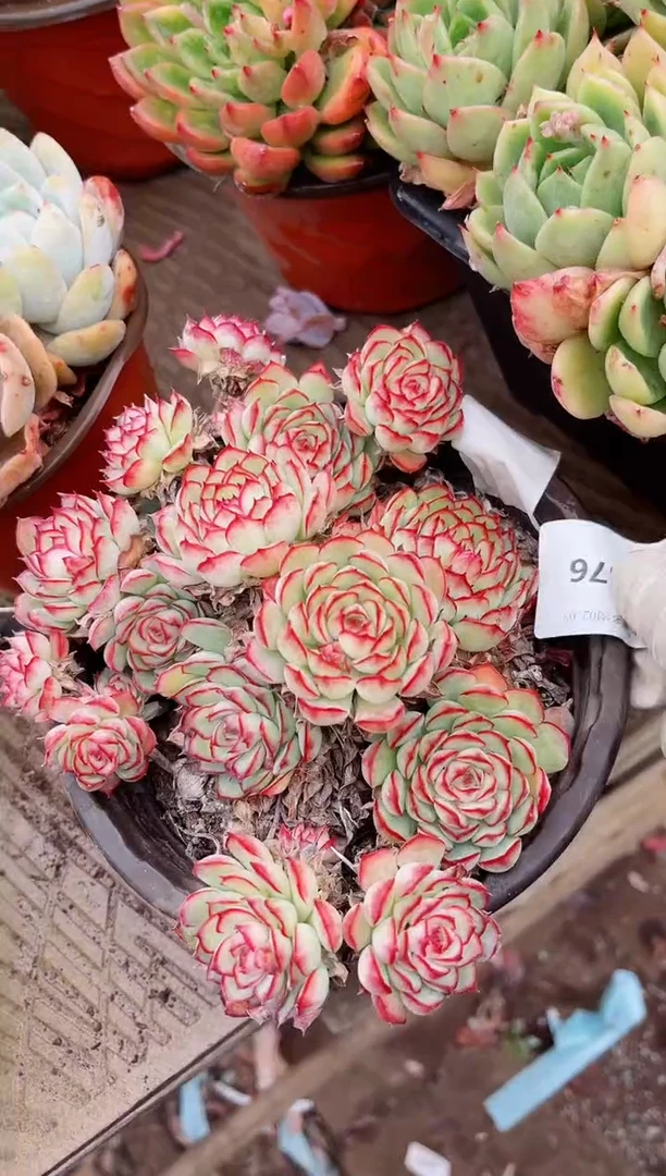 【闪购商品】03676