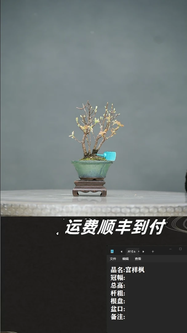 【闪购商品】11宫样枫