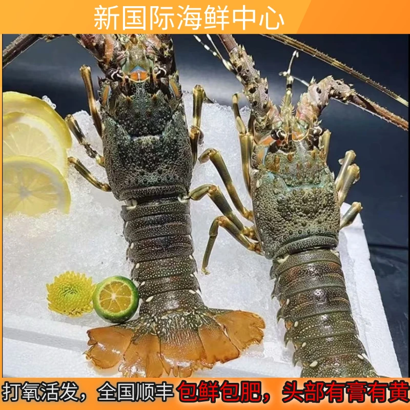 生猛活发小青龙虾2-3两每只，打氧活发(不包活介意慎拍）