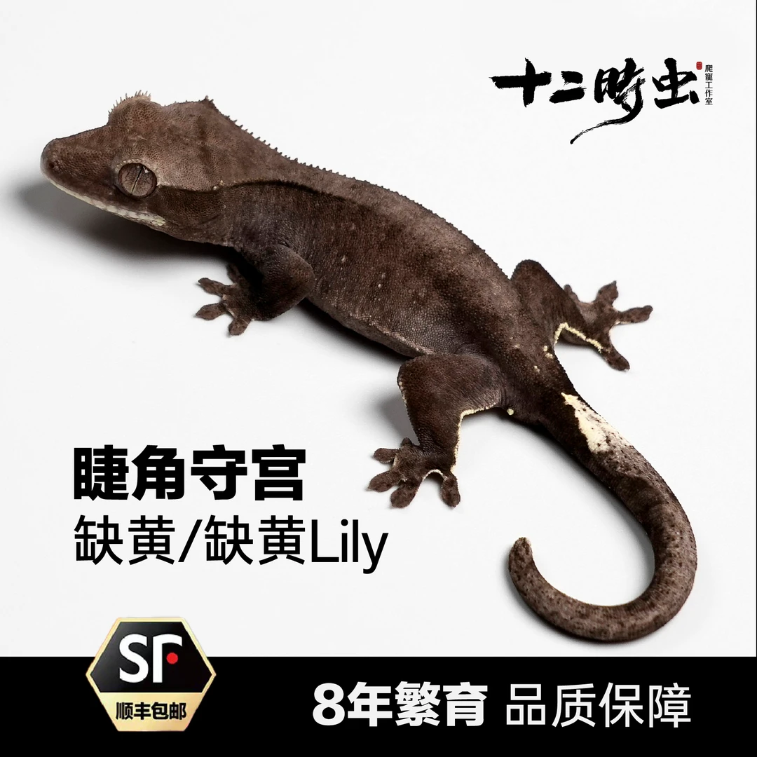【十二时虫】睫角守宫缺黄/莉莉活体蜥蜴爬虫爬宠小众宠物