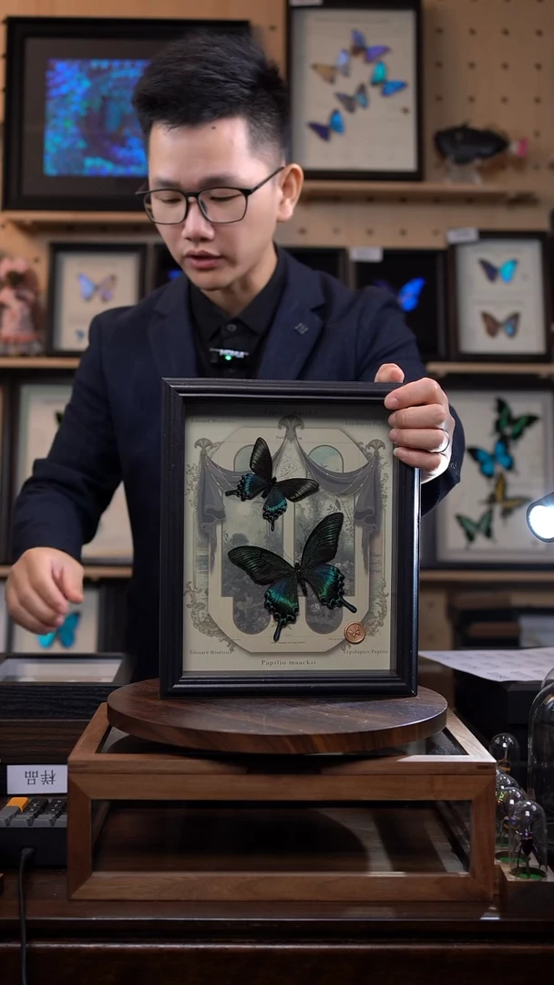 绿带翠凤蝶春夏型组合10寸