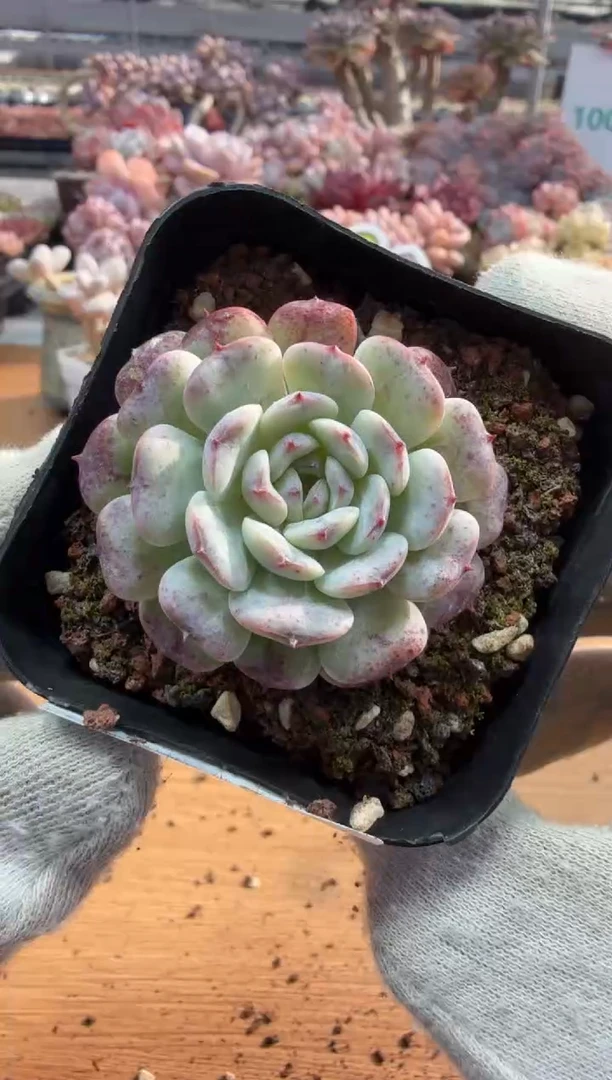 东云多肉园三店-139