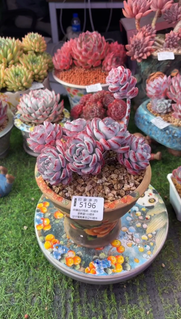 昆明印象多肉5196