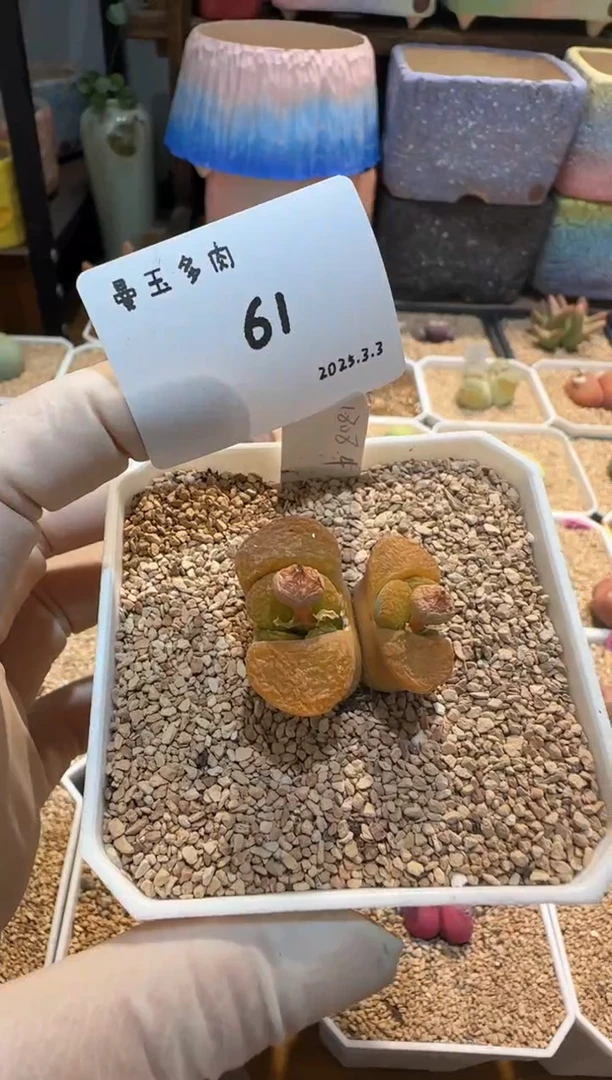 【闪购商品】25.3.3-61
