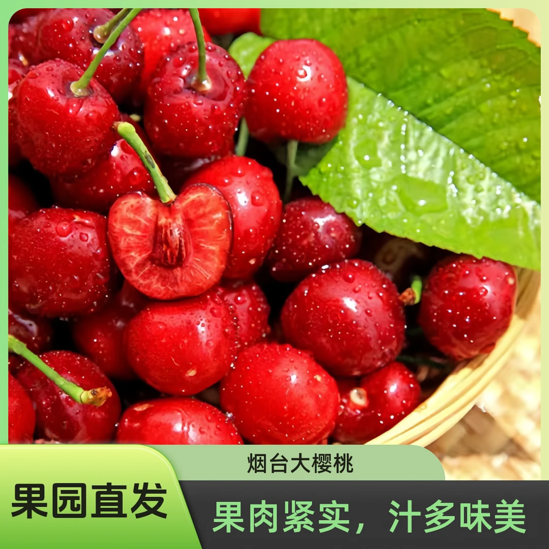山东烟台露天大樱桃新鲜采摘应季水果孕妇水果