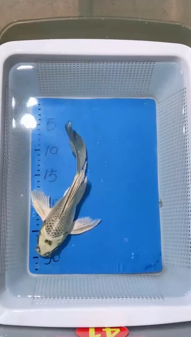 锦鲤锦鲤蝴蝶鲤鱼拍开箱视频包售后