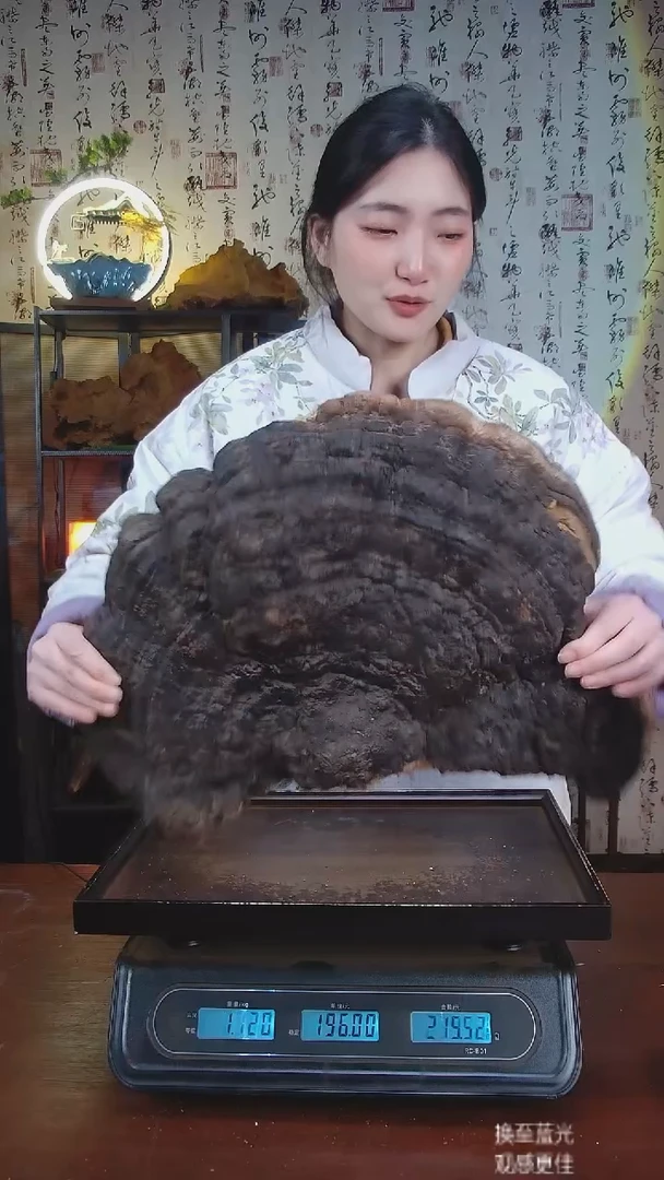 红缘拟层孔菌中国大陆【藏区野生】红缘树舌（6.11斤）70-80年份